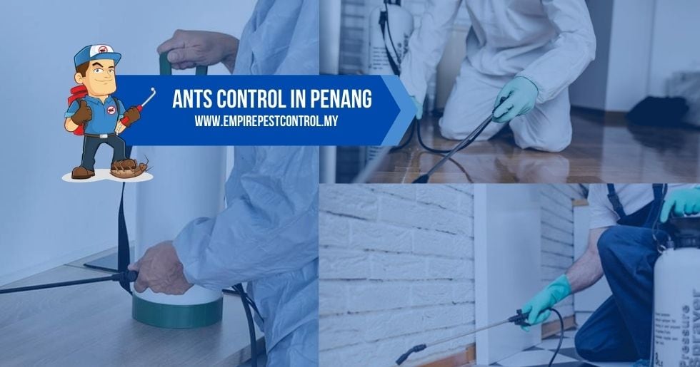 Ants Control Penang