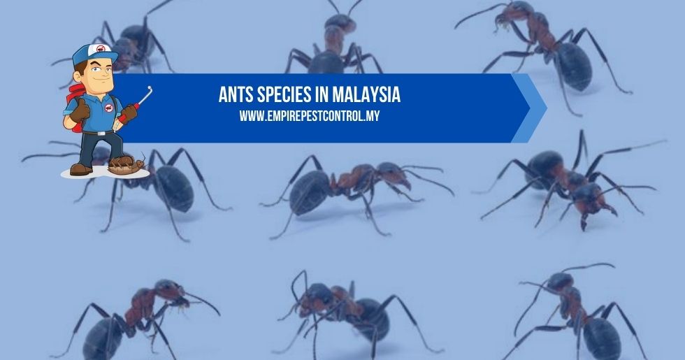 Ants Species in Malaysia