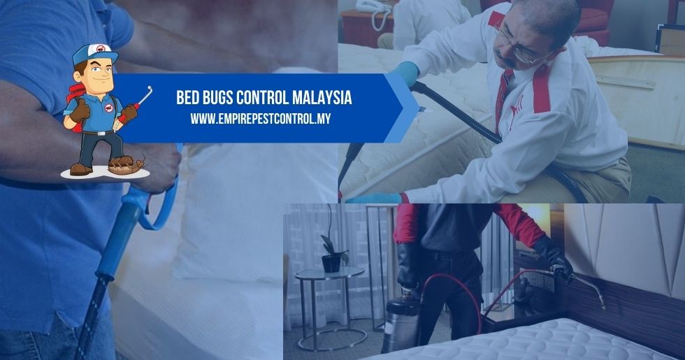 Bed Bugs Control Malaysia