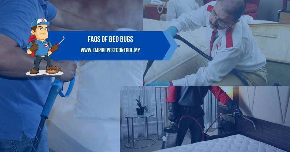 FAQs Of Bed Bugs