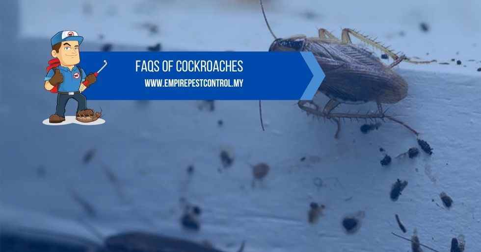 FAQs Of Cockroaches