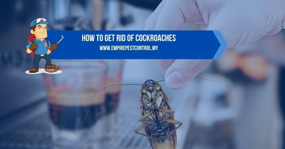 How To Get Rid Of Cockroaches