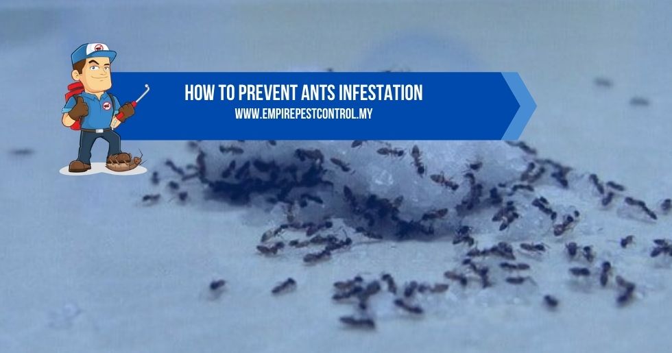 How To Prevent Ants Infestation