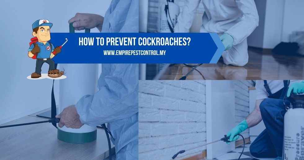 How To Prevent Cockroaches