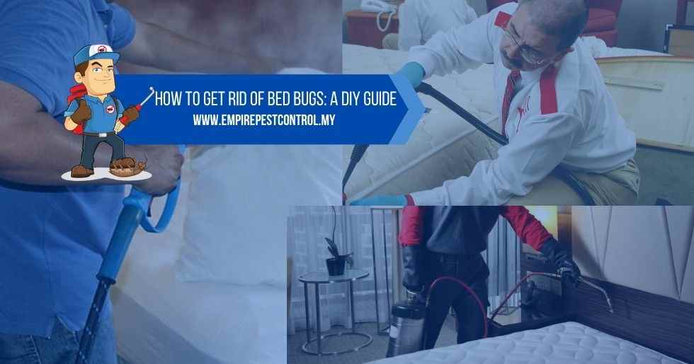 How to Get Rid of Bed Bugs: A DIY Guide