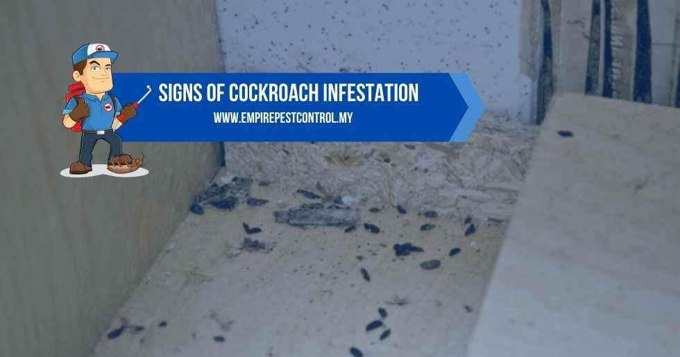 Signs Of Cockroach Infestation