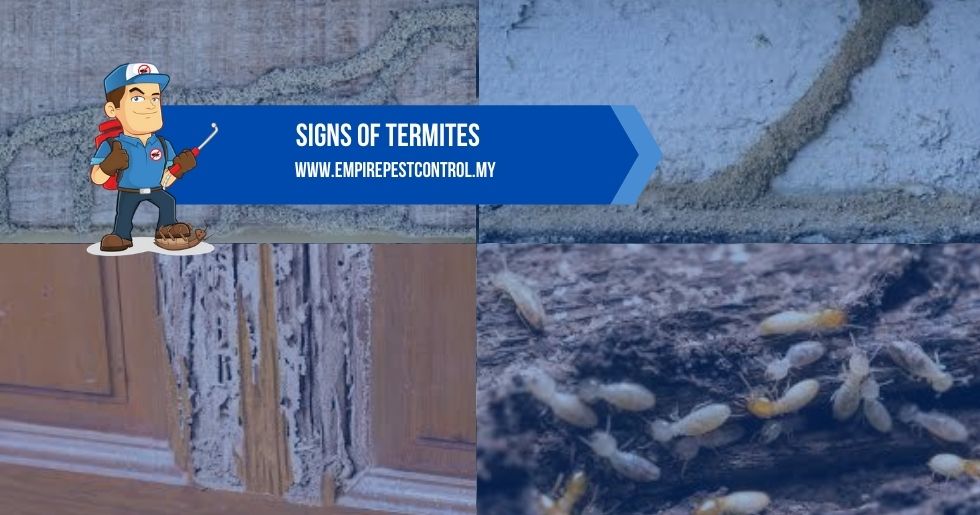 Signs Of Termites