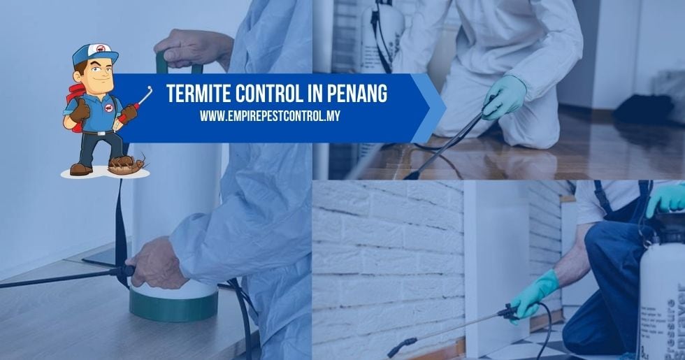 Termite Control Penang