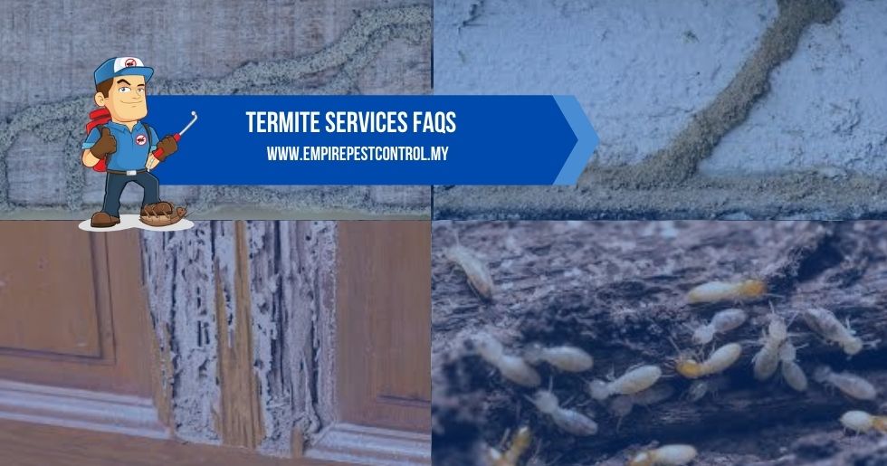 Termite Services FAQs