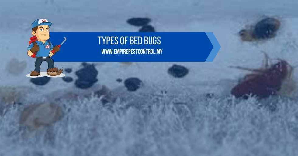Types Of Bed Bugs