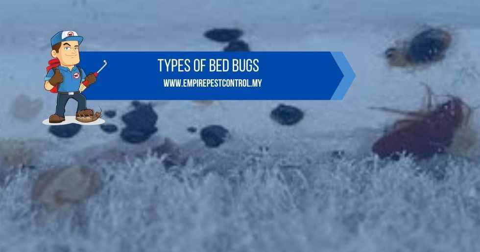 Types Of Bed Bugs Types Of Bed Bugs