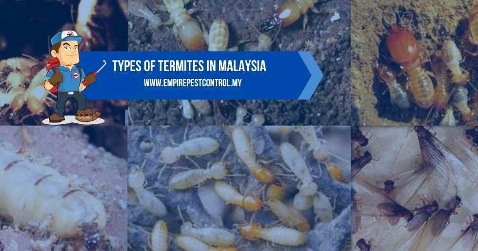 Types Of Termites in Malaysia