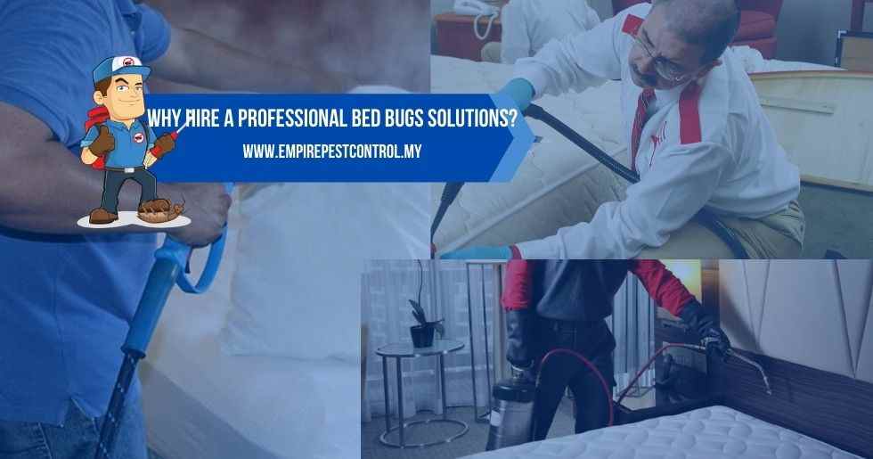 Why Hire a Professional Bed Bugs Solutions
