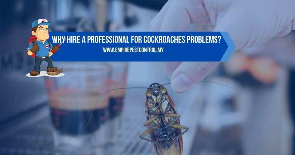 Why Hire a Professional For Cockroaches Problems