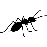 ants ants