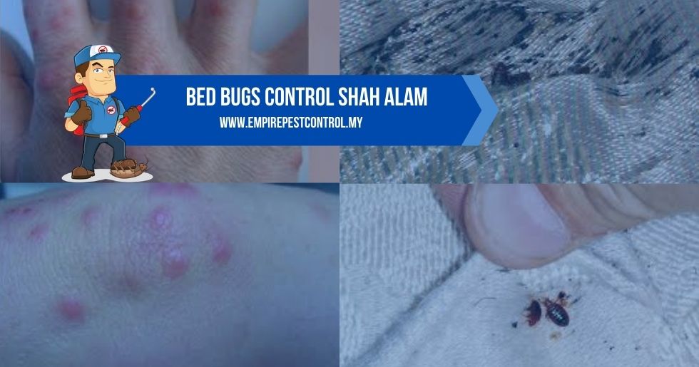 Bed Bugs Control Shah Alam