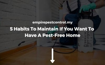5 Habits To Maintain If You Want To Have A Pest-Free Home