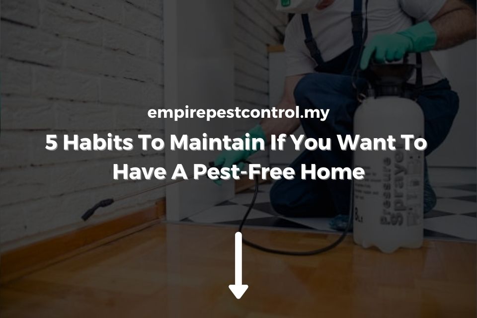 Habits To Maintain If You Want To Have a Pest-Free Home