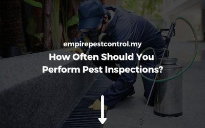 How Often Should You Perform Pest Inspections?