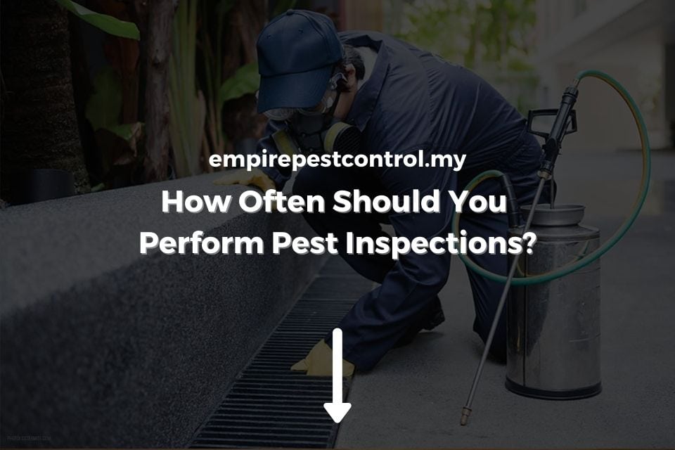 How Often Should You Perform Pest Inspections