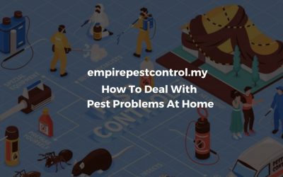 How To Deal With Pest Problems At Home in Selangor