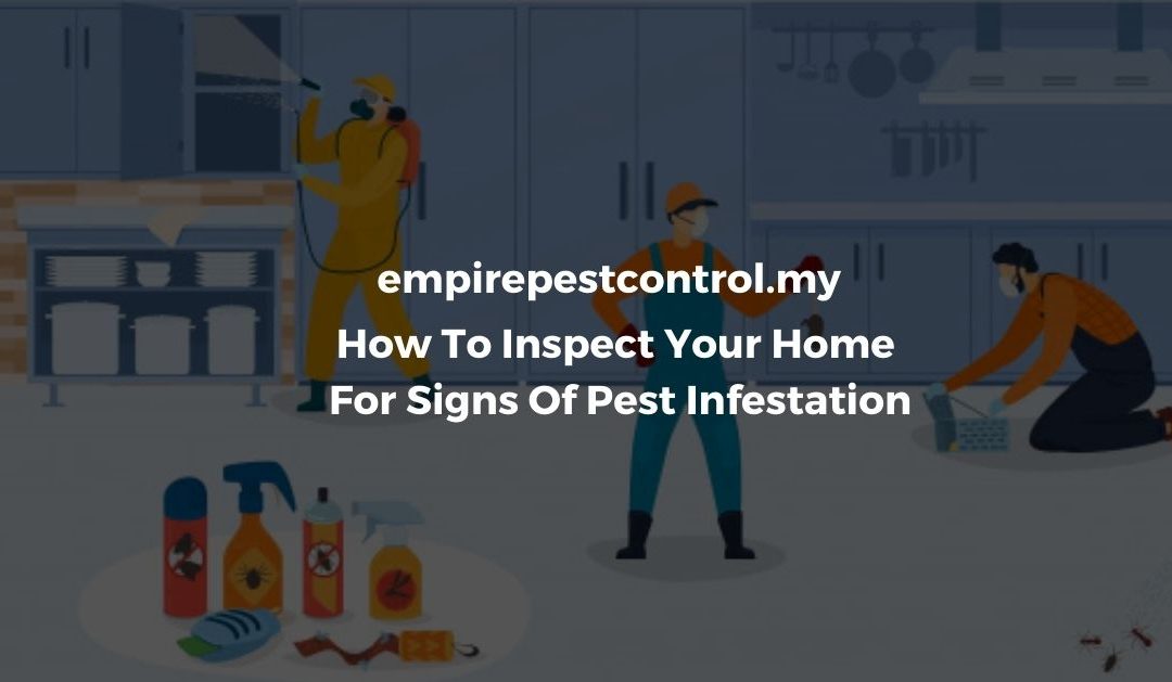 How To Inspect Your Home For Signs Of Pest Infestation Featured Image