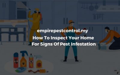 How To Inspect Your Home For Signs Of Pest Infestation