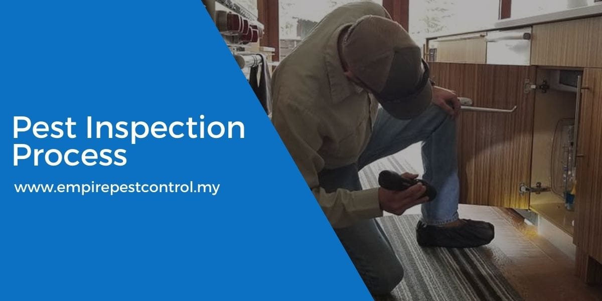 Pest Inspection Process