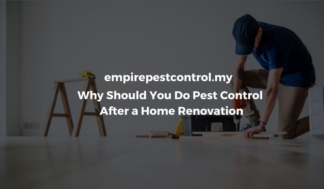 Why Should You Do Pest Control After a Home Renovation