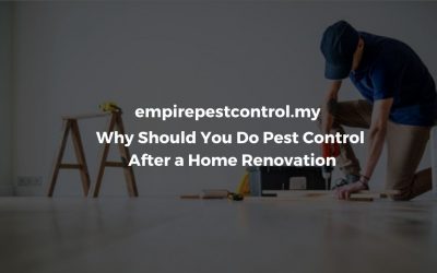 Why Should You Do Pest Control After a Home Renovation