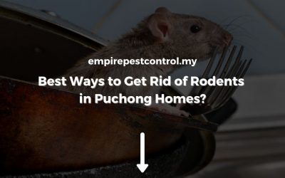 Best Ways to Get Rid of Rodents in Puchong Homes?