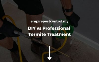 DIY vs Professional Termite Treatment