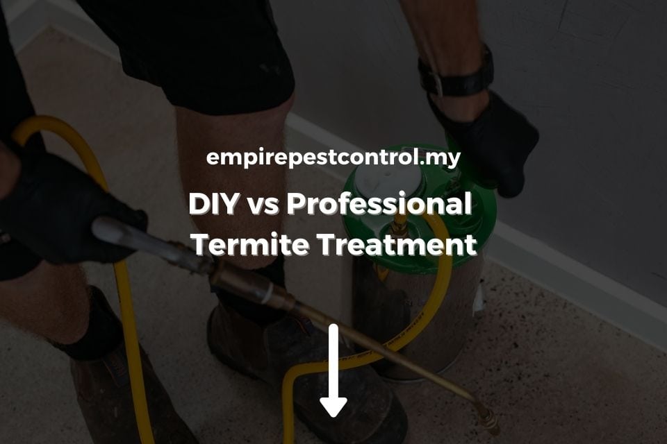 DIY vs Professional Termite Treatment