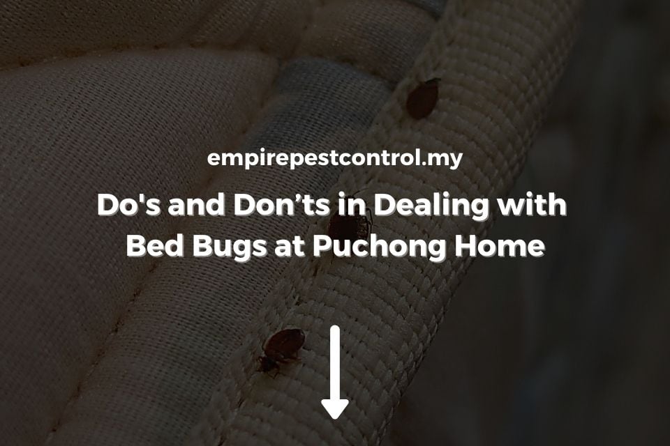 Do's and Don’ts in Dealing with Bed Bugs at Puchong Home