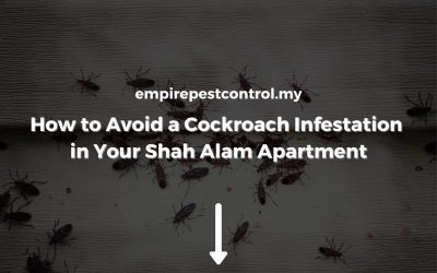 How to Avoid a Cockroach Infestation in Your Shah Alam Apartment?