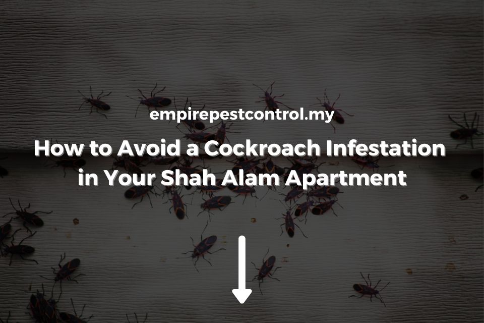 How to Avoid Cockroach Infestation in Shah Alam Apartment