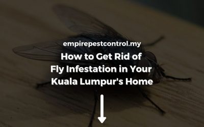 How to Get Rid of Fly Infestation in Your Kuala Lumpur’s Home