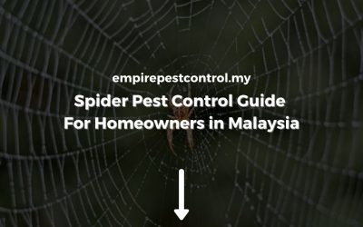 Spider Control Guide For Homeowners