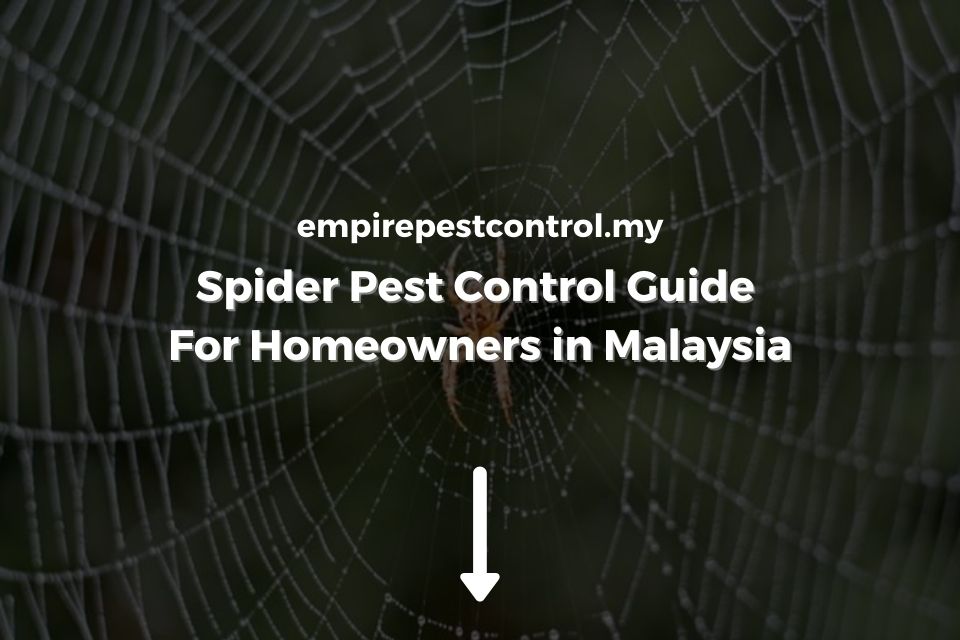 Spider Pest Control Guide For Homeowners in Malaysia