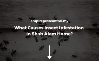 What Causes Insect Infestation in Shah Alam Home?