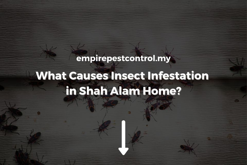 What Causes Insect Infestation in Shah Alam Home