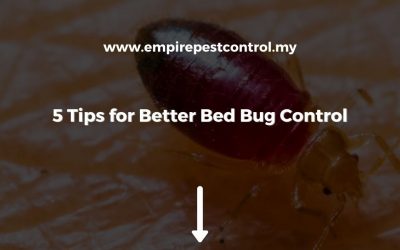 5 Tips for Better Bed Bug Control
