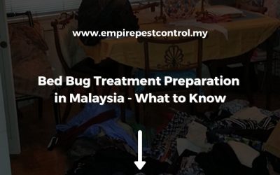 Bed Bug Treatment Preparation in Malaysia – What to Know