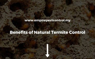 Benefits of Natural Termite Control