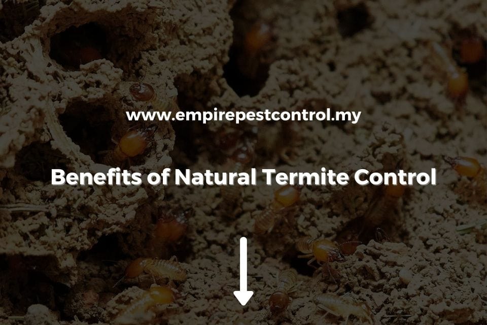 Benefits of Natural Termite Control
