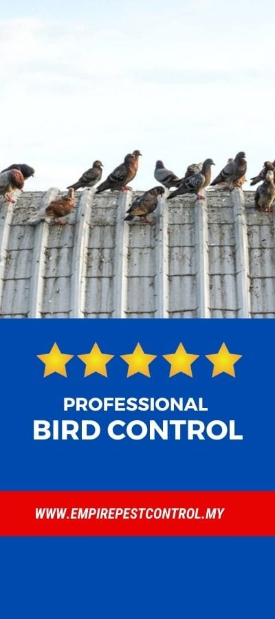 Bird Control Malaysia