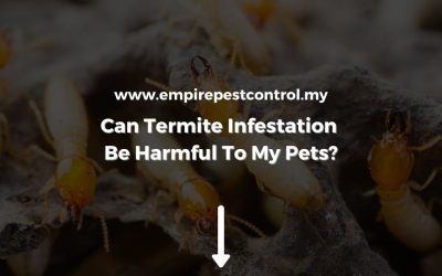 Can Termite Infestation be Harmful to My Pets?