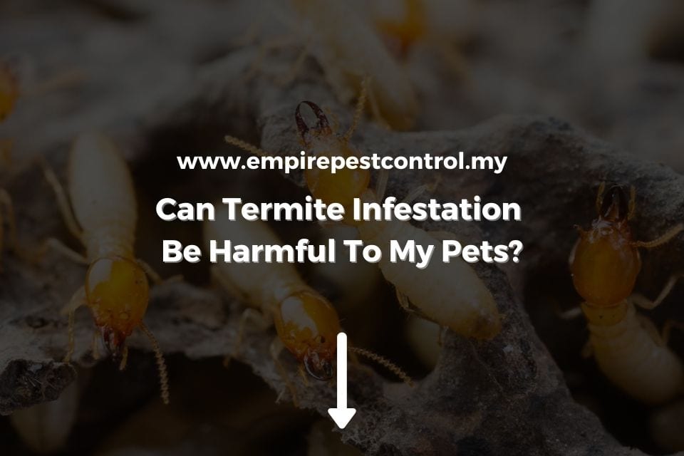 Can Termite Infestation Be Harmful To My Pets