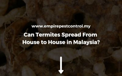 Can Termites Spread From House to House in Malaysia?