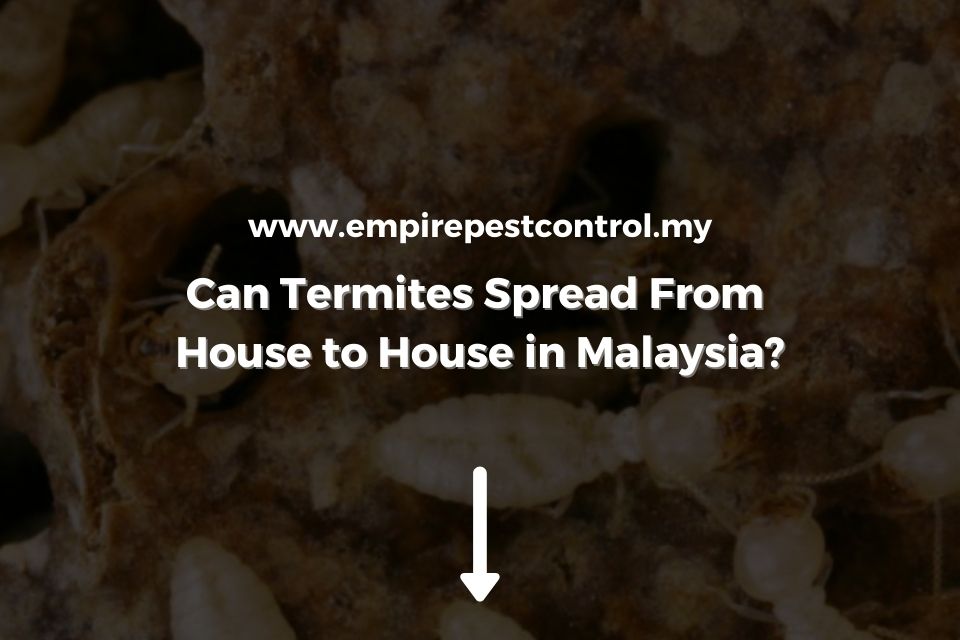 Can Termites Spread From House to House in Malaysia